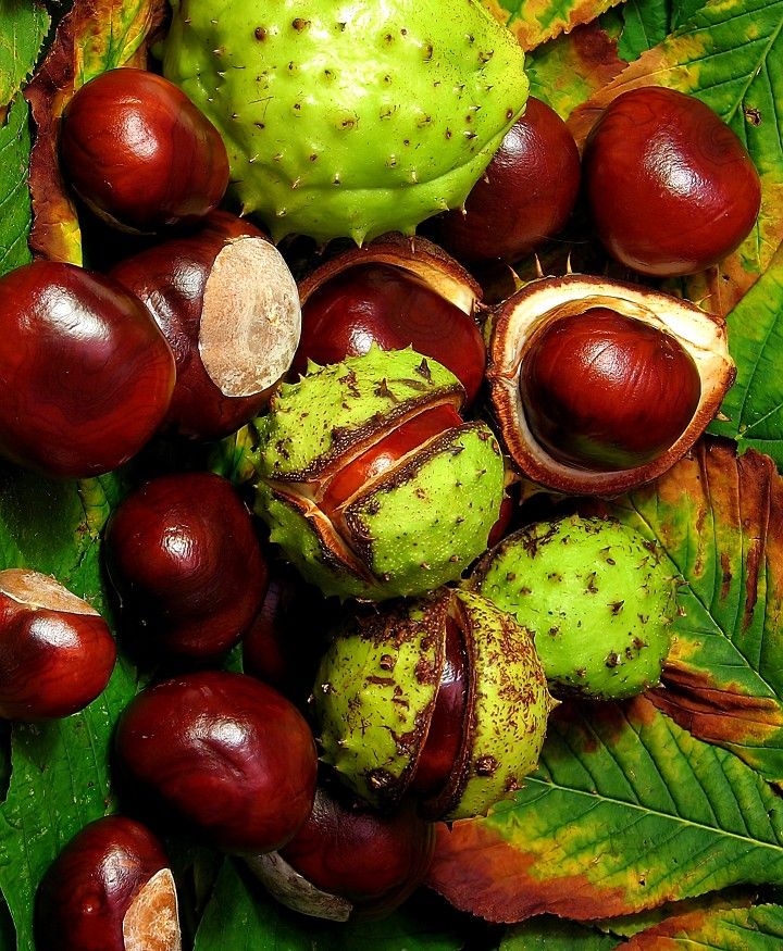Castanas